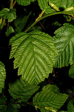 alder leaf