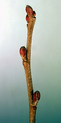 alder bud