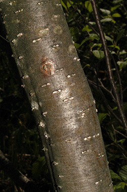 alder bark