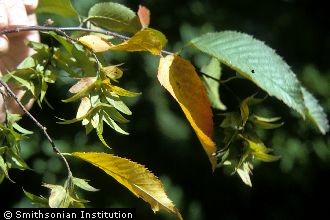 hornbeam seeds