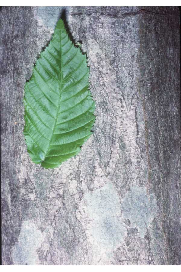 hornbeam leaf