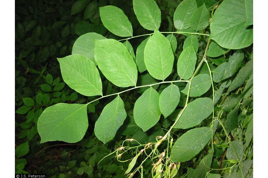 yellowood leaf