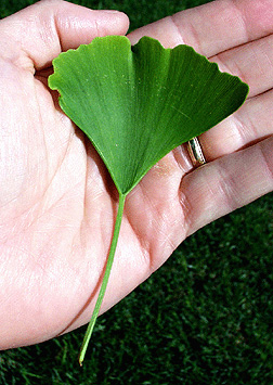 ginkgo leaf