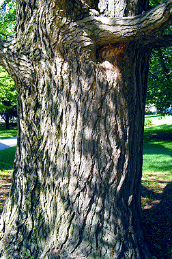 ginkgo bark