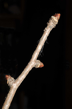 ginkgo bud