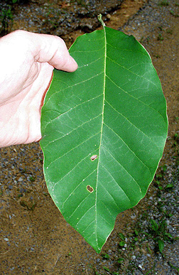 cucumber magnolia leaf