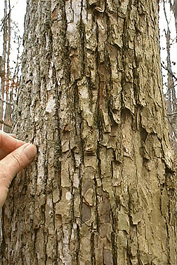 cucumber magnolia bark