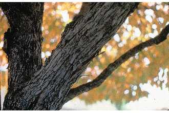 hophornbeam bark