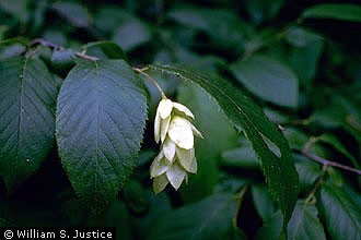 hophornbeam female part