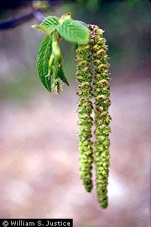 hophornbeam catkin