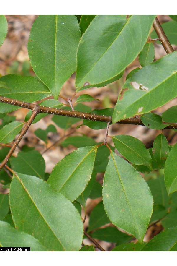 black cherry leaf