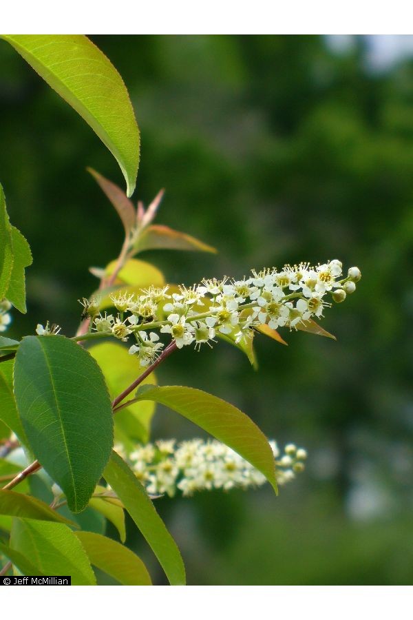 black cherry flower