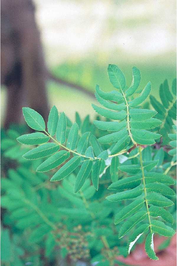 mountain ash leaf