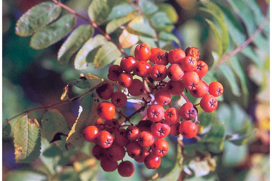 mountain ash fruit