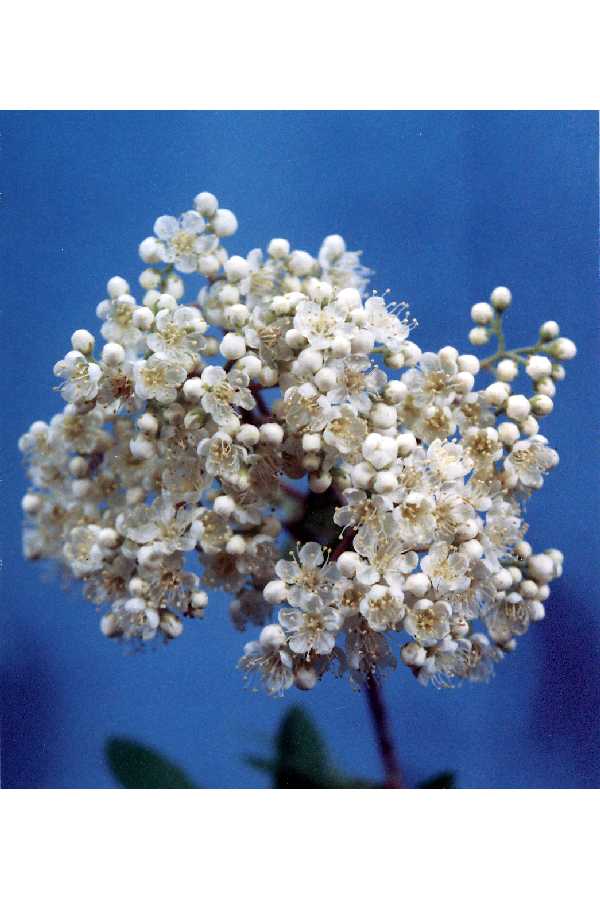 mountain ash flowers