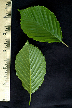 Korean mtn ash leaf