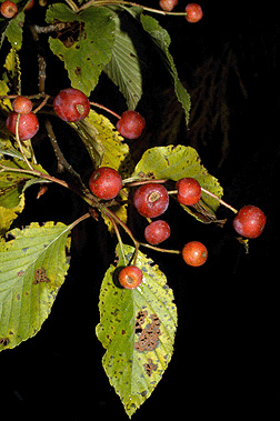 Korean mtn ash fruit