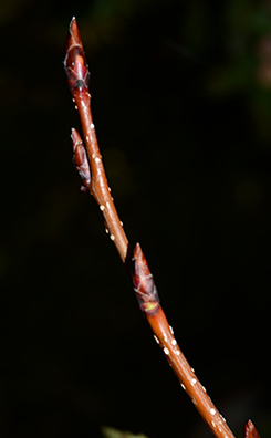 Korean mtn ash bud