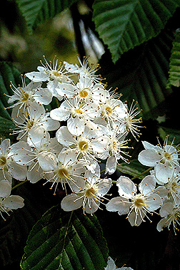 Korean mtn ash flower