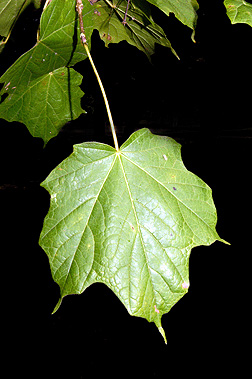 black maple leaf