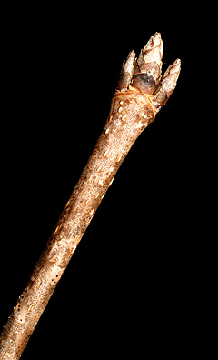 black maple bud