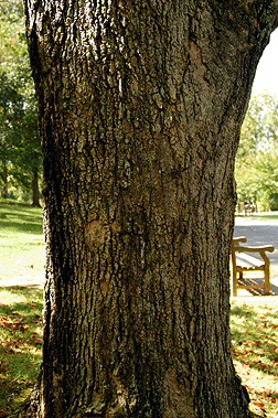 black maple bark