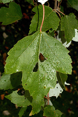 red maple leaf