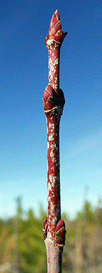 red maple bud