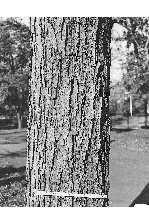 sugar maple bark