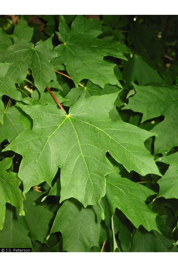 sugar maple leaf