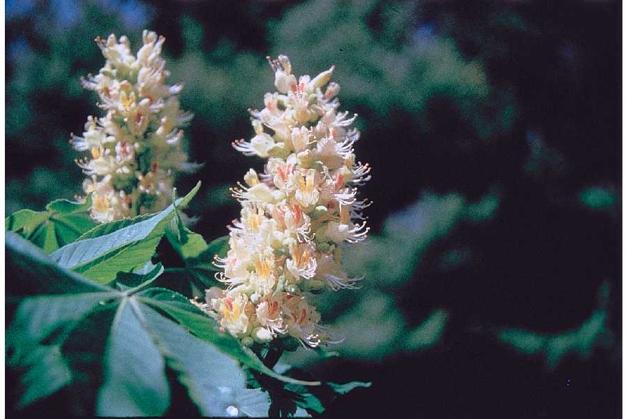 buckeye flowers