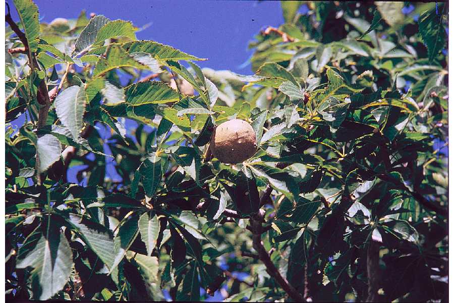 buckeye fruit