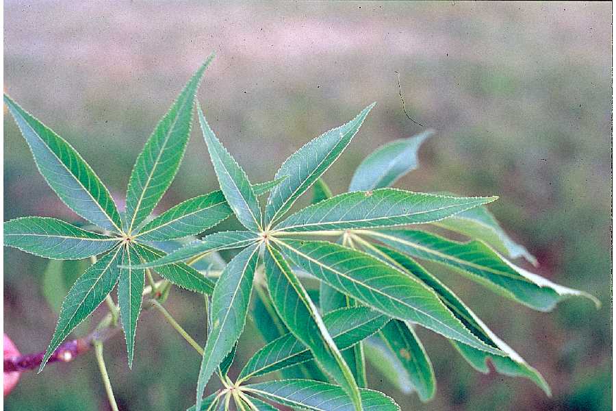 buckeye leaf