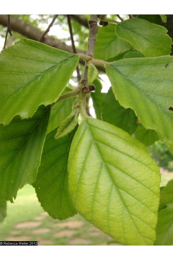 river birch leaf 2