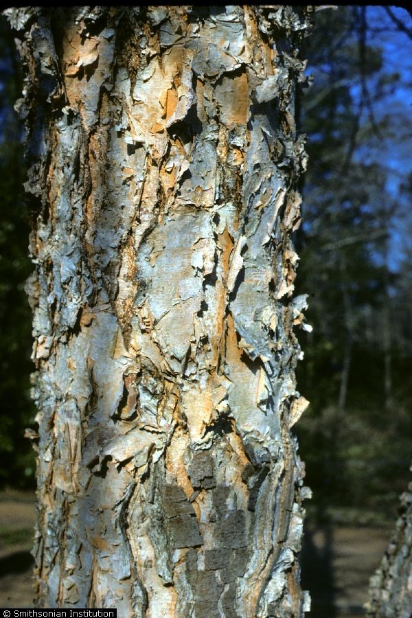 river birch bark