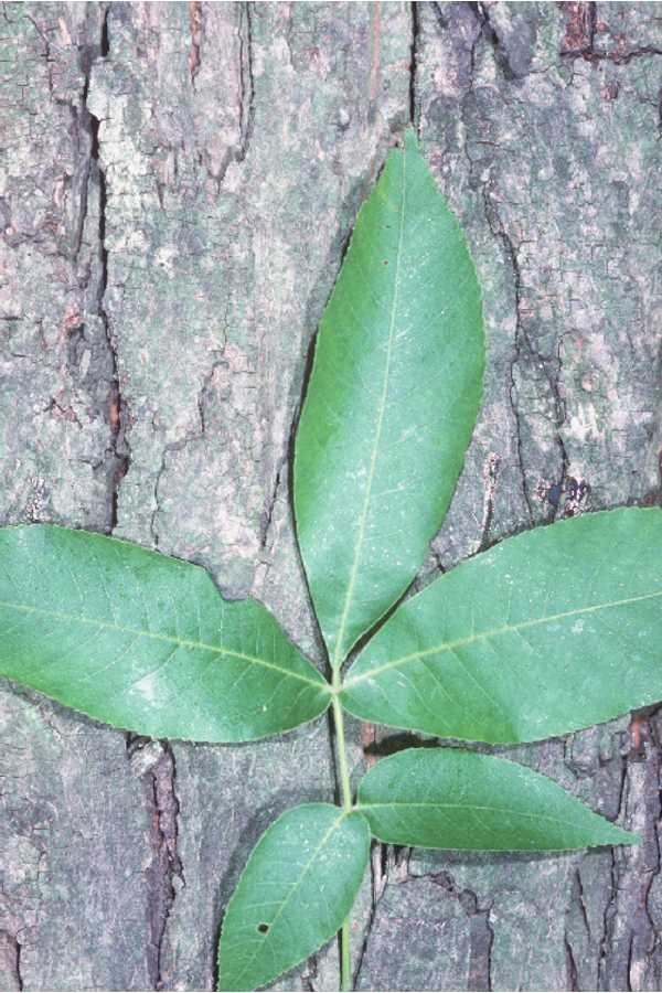 shagbark hickory leaf