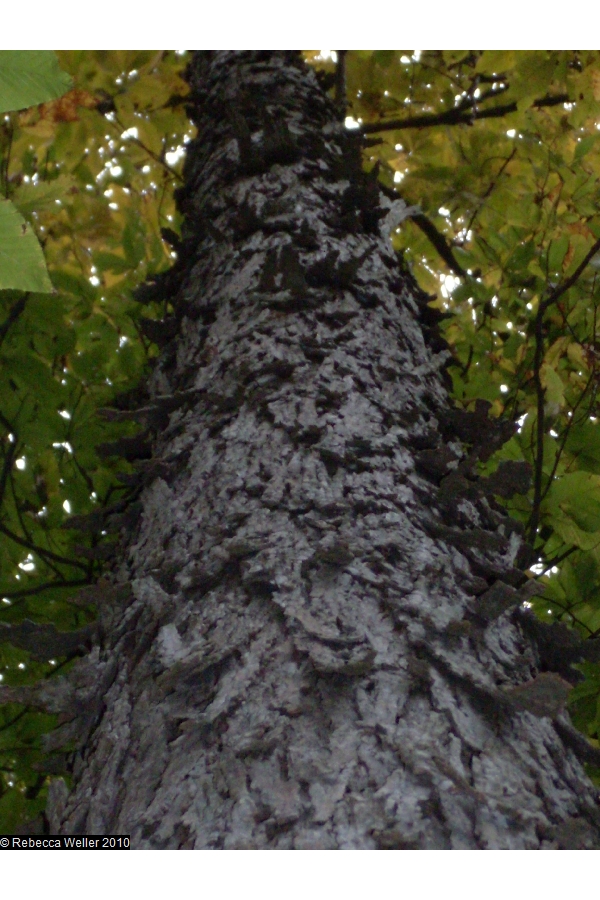 shagbark hickory bark