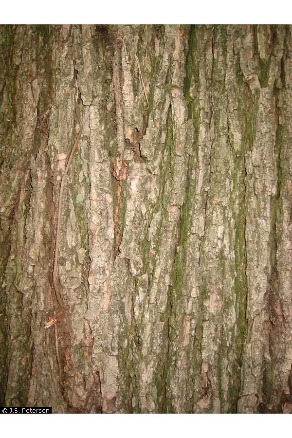 catalpa bark