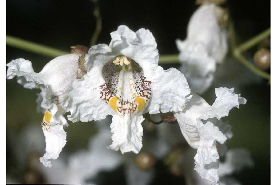 catalpa flower