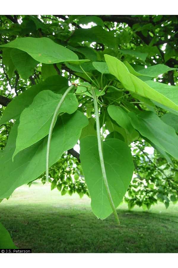 catalpa seed pods