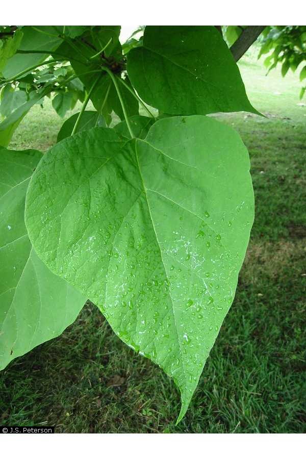 catalpa leaf