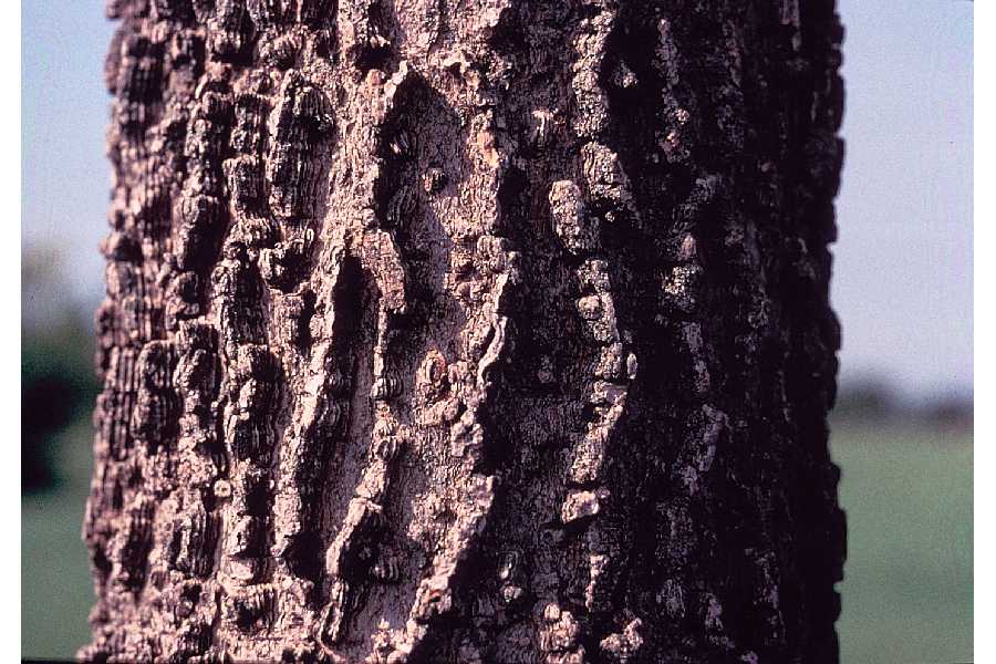 hackberry bark