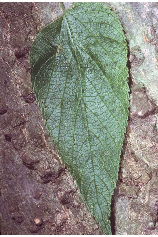 hackberry leaf