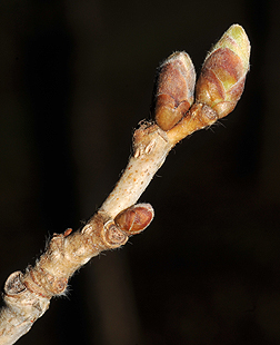 filbert bud