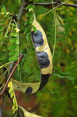 honeylocust seed