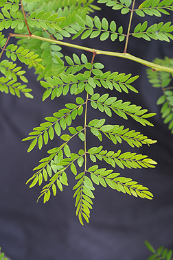 honeylocust leaf