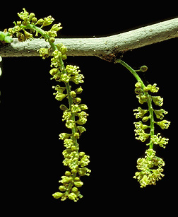 honeylocust flower