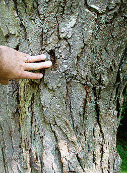 honeylocust bark