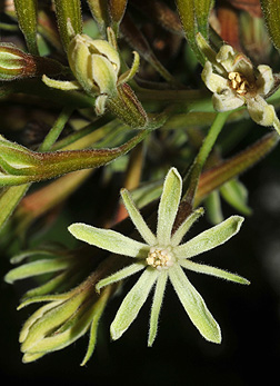 coffeetree flower