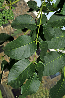 corktree leaf